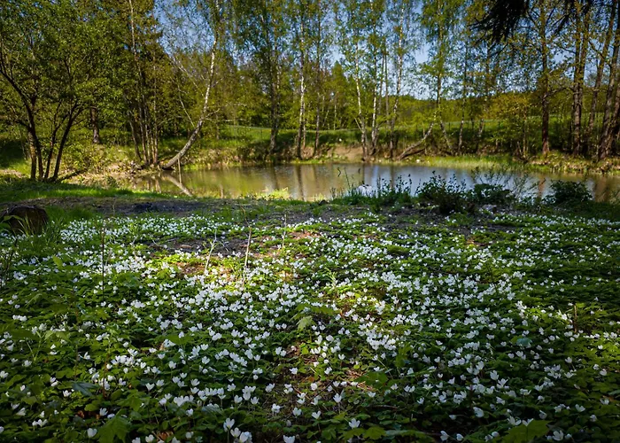 公寓 Dwor Pod Bukiem 维日察